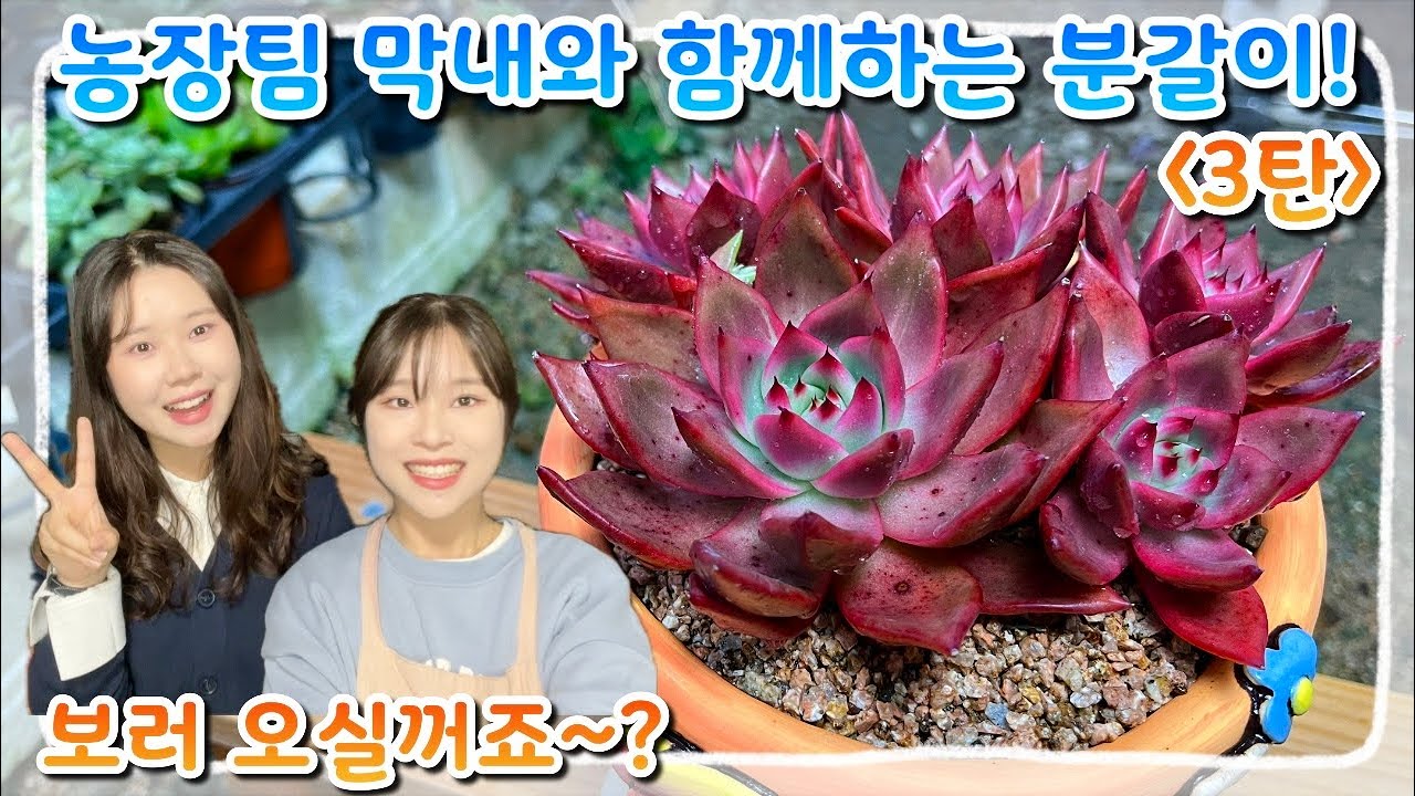 막내와 함께하는 다육식물 분갈이~! 예쁜화분과 예쁜 다육이 구경오세요!!