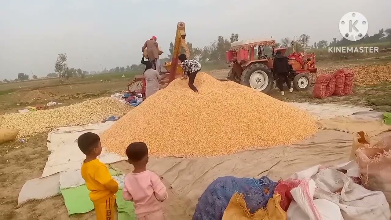 Aaj humne makke ki gahai 🚜 مکی کتنے ایکڑ کی ہے🤔