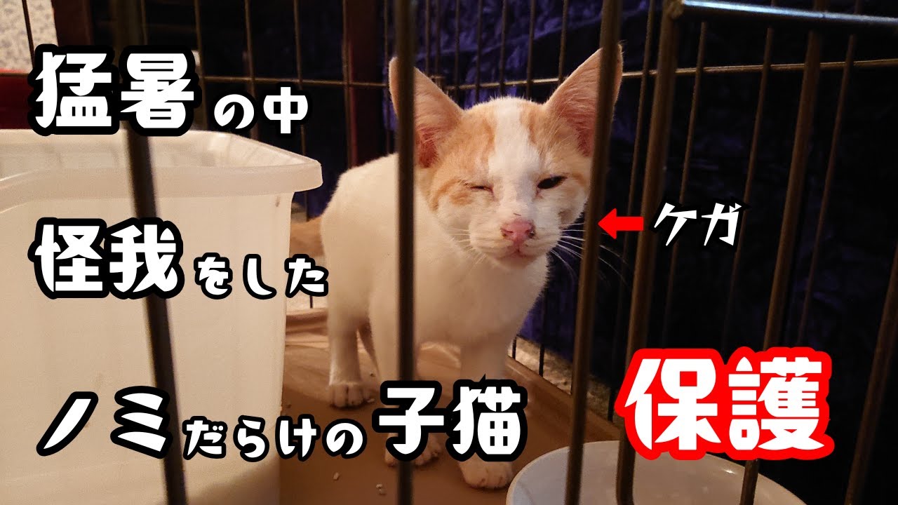 ノミだらけで怪我をしている子猫を保護しました