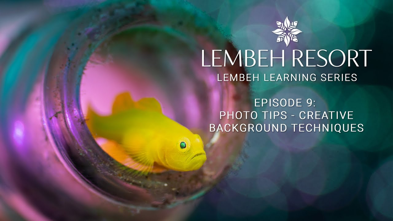 How to Use Creative Backgrounds in Underwater Macro Photography: Lembeh Learning Series Episode 9