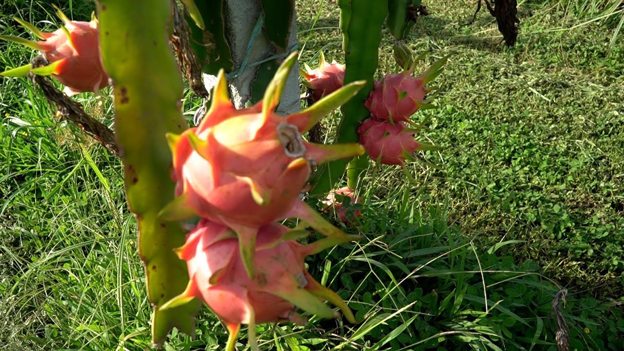 Agro Saúde e Cooperação - Produção de Pitaya