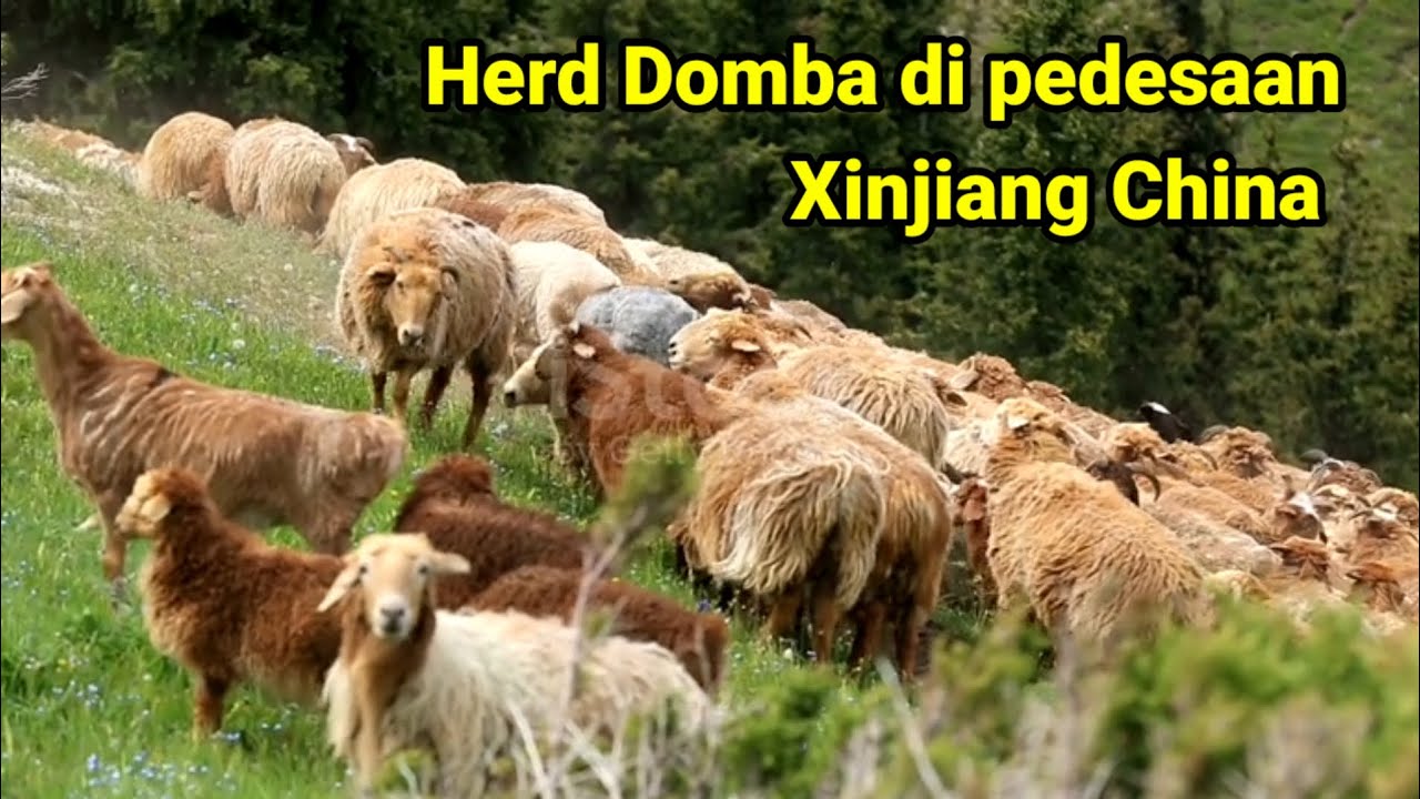 Video kehidupan peternakan Domba super jumbo di pedesaan Xinjiang China 
