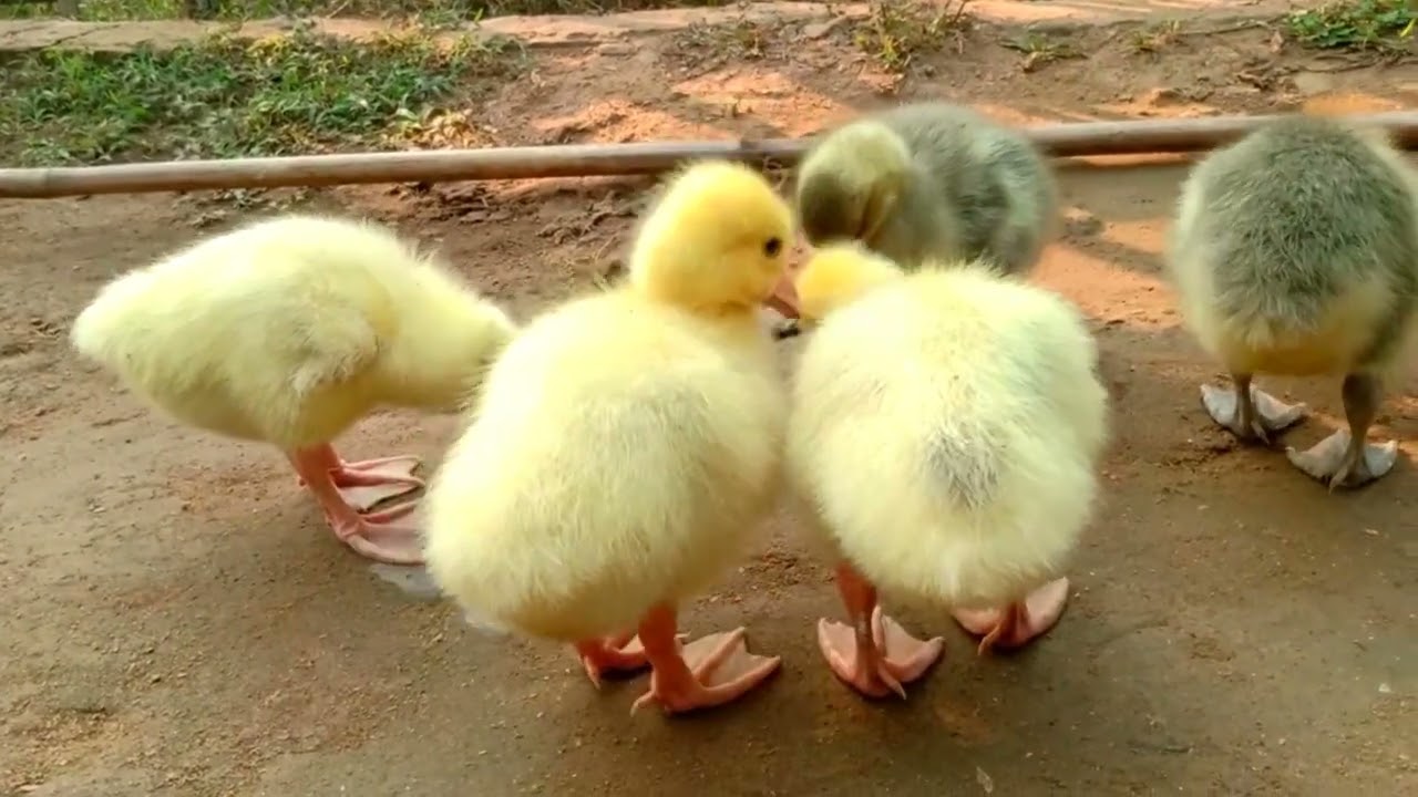 Amazing Indian Rajhans Chicks ll Child of Rajhans @rbfarming1676