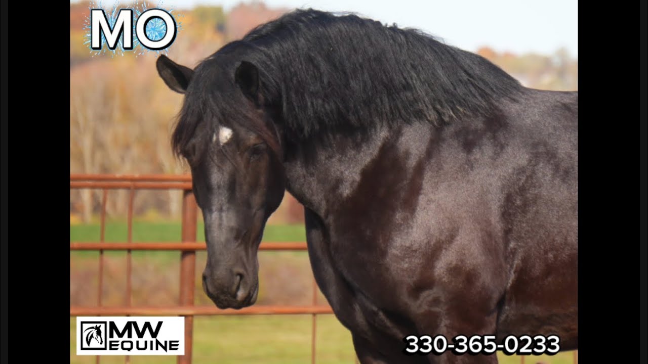 Mo is a 5 yr old Gypsy x Draft gelding that stands 16 HH … safe trail Horse !!