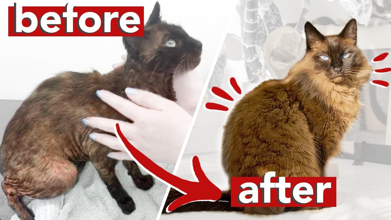this is how I healed my rescue cat &raquo; doing an elimination diet for dogs and cats