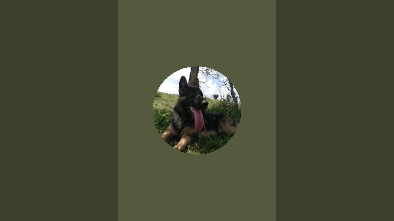 25PAWZ PROTECTION DOGS is live