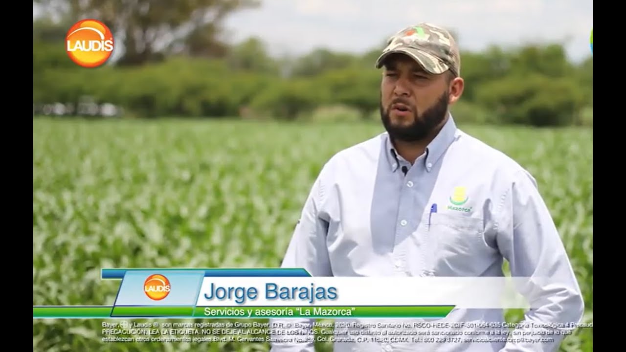 Técnicos y agricultores de maíz nos cuentan su experiencia con Laudis