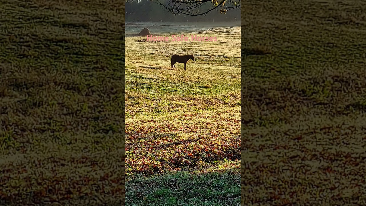 Home Safe Horses 