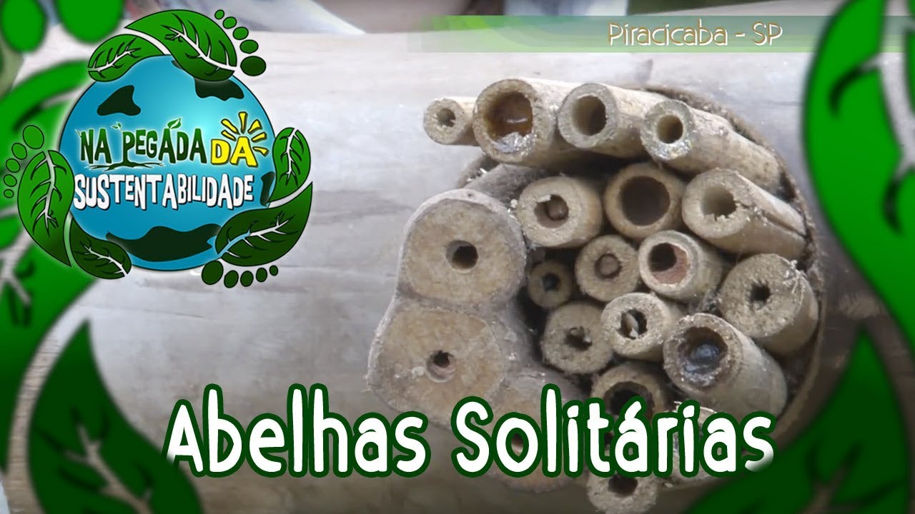 Na Pegada da Sustentabilidade #04 - Abelhas Solitárias
