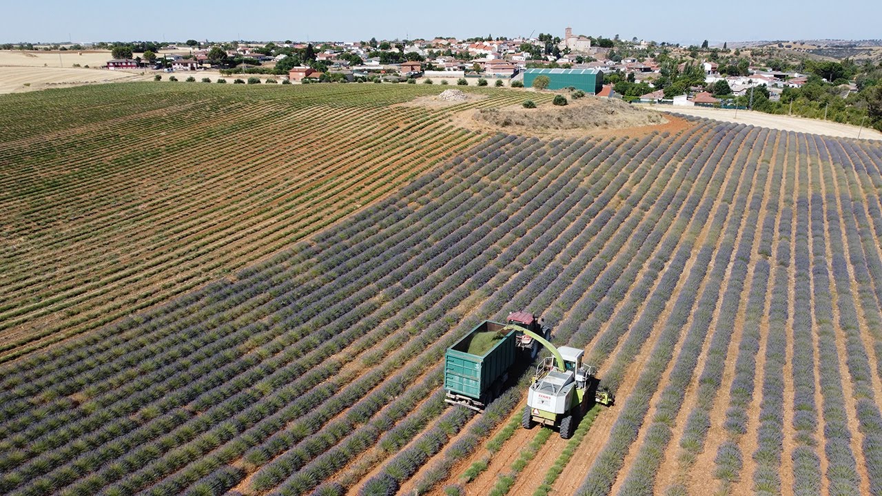 El cultivo de aromáticas: una alternativa para los agricultores