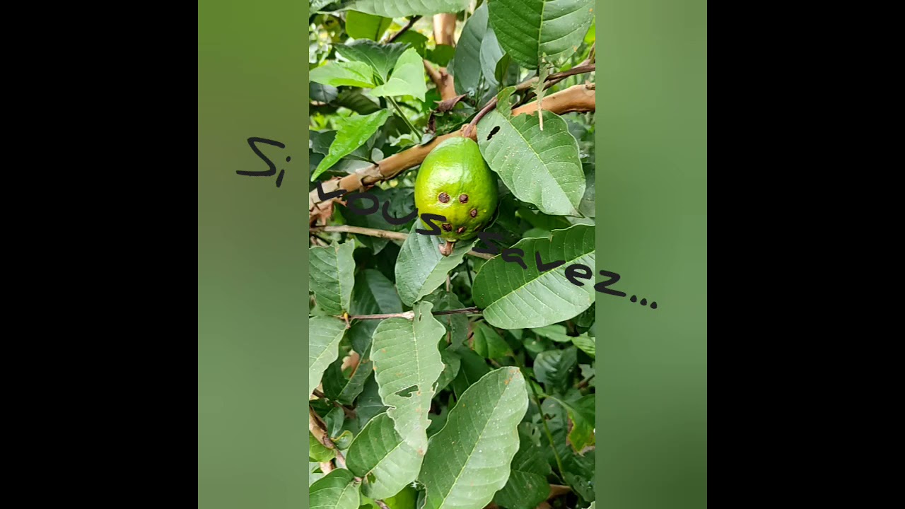 Désherbage à l'aide d'un herbicide chimique