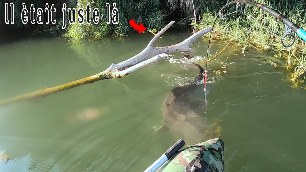 SILURE MONSTRUEUX - Il me fait presque TOMBER du FLOAT