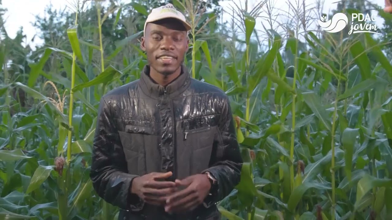 PDAC Jovem Bié - Visita de constatação da Produção de Batata Rena e Milho (Catabola, Bié)