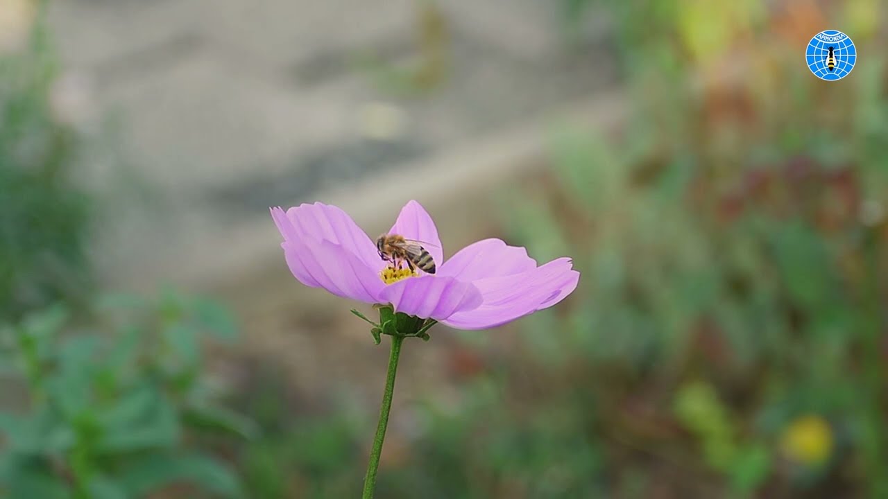 La salud de las abejas y su impacto en la salud humana