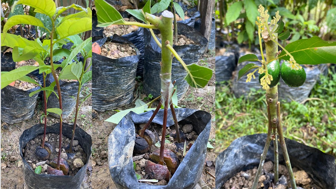How to Quickly Produce Avocados by Triple Root Grafting | how to grow avocado from seed