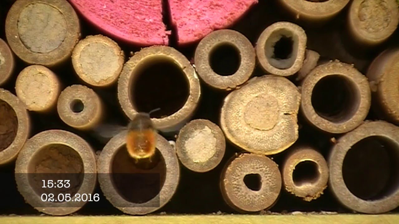 Wildbienen im Insektenhotel - Ein Makro-Lehrfilm für Schule und Freizeit