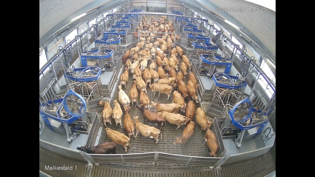 VIDEO: 24 DeLaval VMS melkrobots in actie in batch milking opstelling