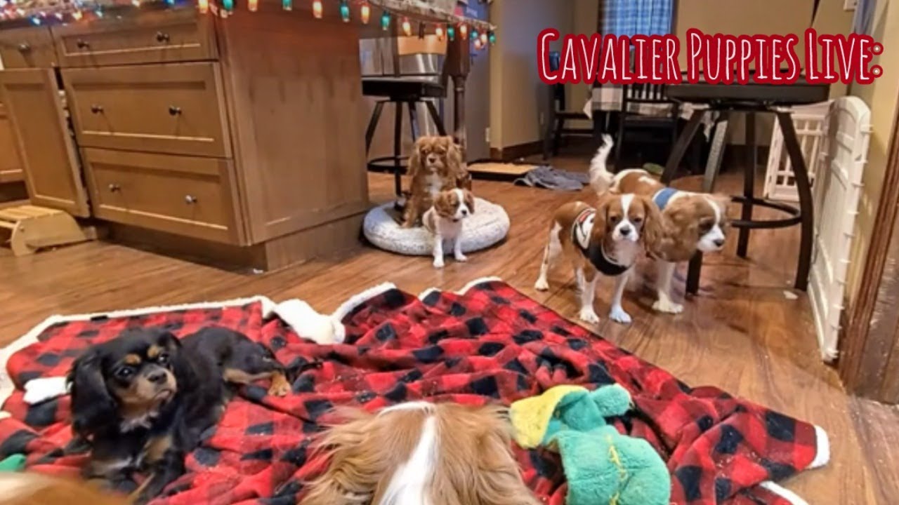 Cavalier Puppy Livestream: Grooming Kit Drawing Live with the help of the dogs!