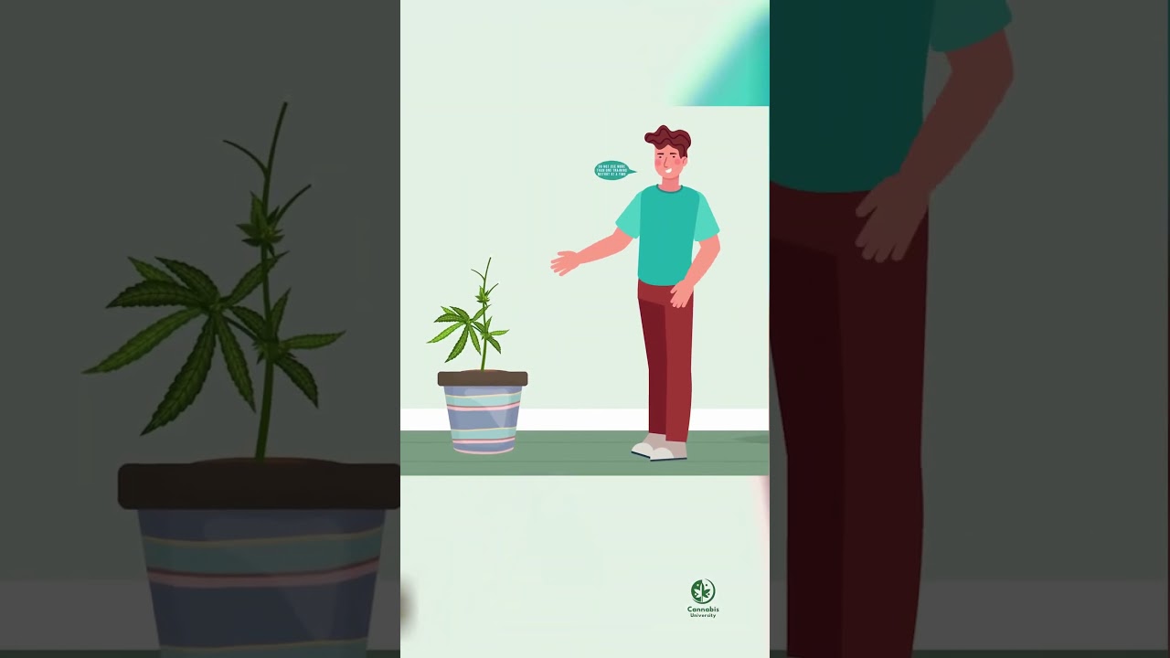 The Crucial Mistake That Could Kill Your Cannabis Plants