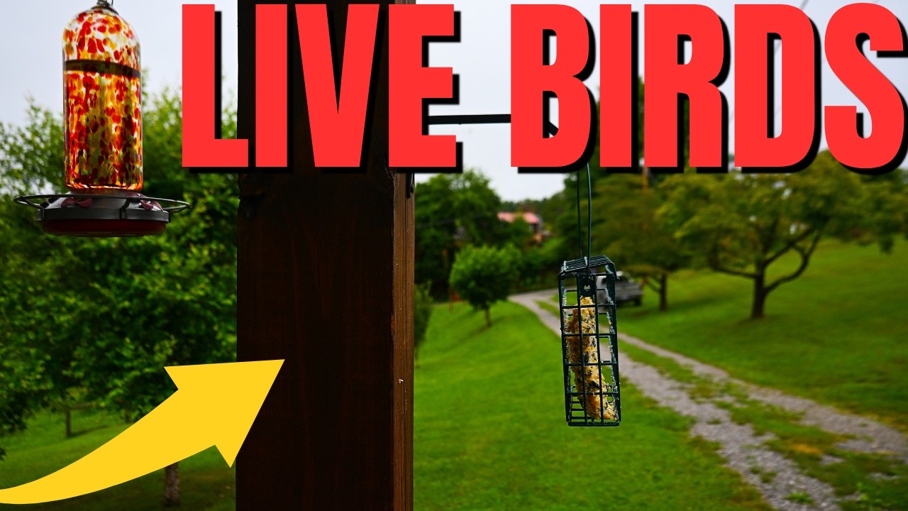 RARE Birds LIVE NOW! Feeder Cam With Hummingbirds and Many Species
