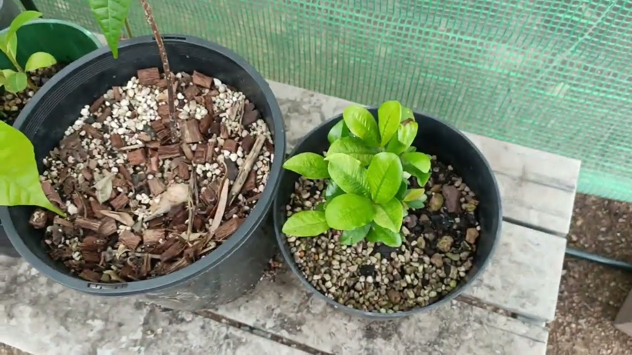 New Years Garden Tour! Growing Tropical and Exotic Fruit trees in a Temperate Climate in 2026