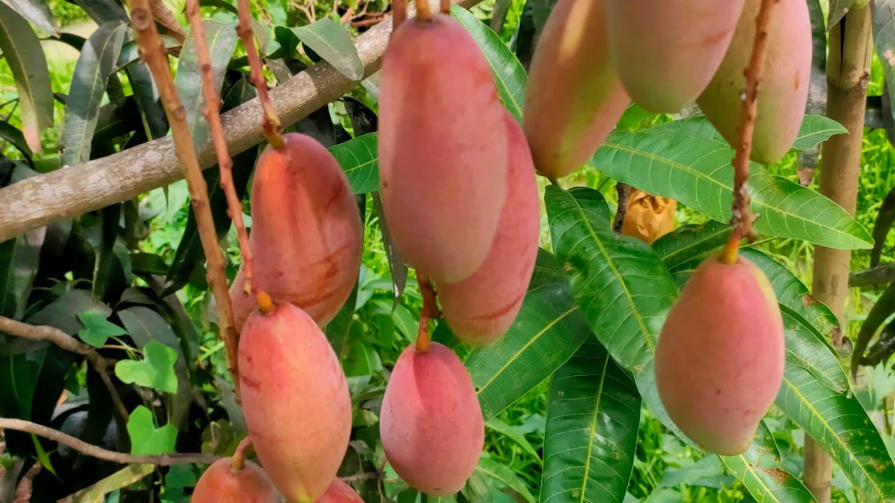 mangga red ivory