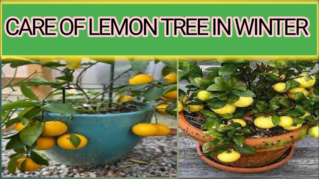 How to protect potted lemon tree in winter / citrus tree