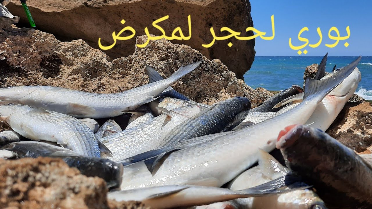 أسهل طريقة لصيد البوري العملاق