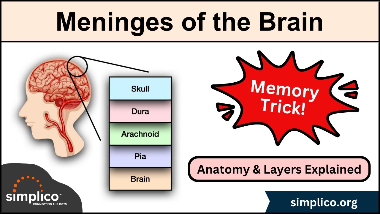 Meninges of the Brain | MEMORY TRICK | Anatomy & Layers Explained