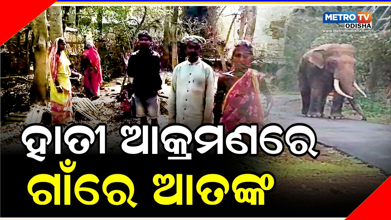 ହାତୀ ଆକ୍ରମଣରେ ଯୁବକ ମୃତ METRO TV ODISHA