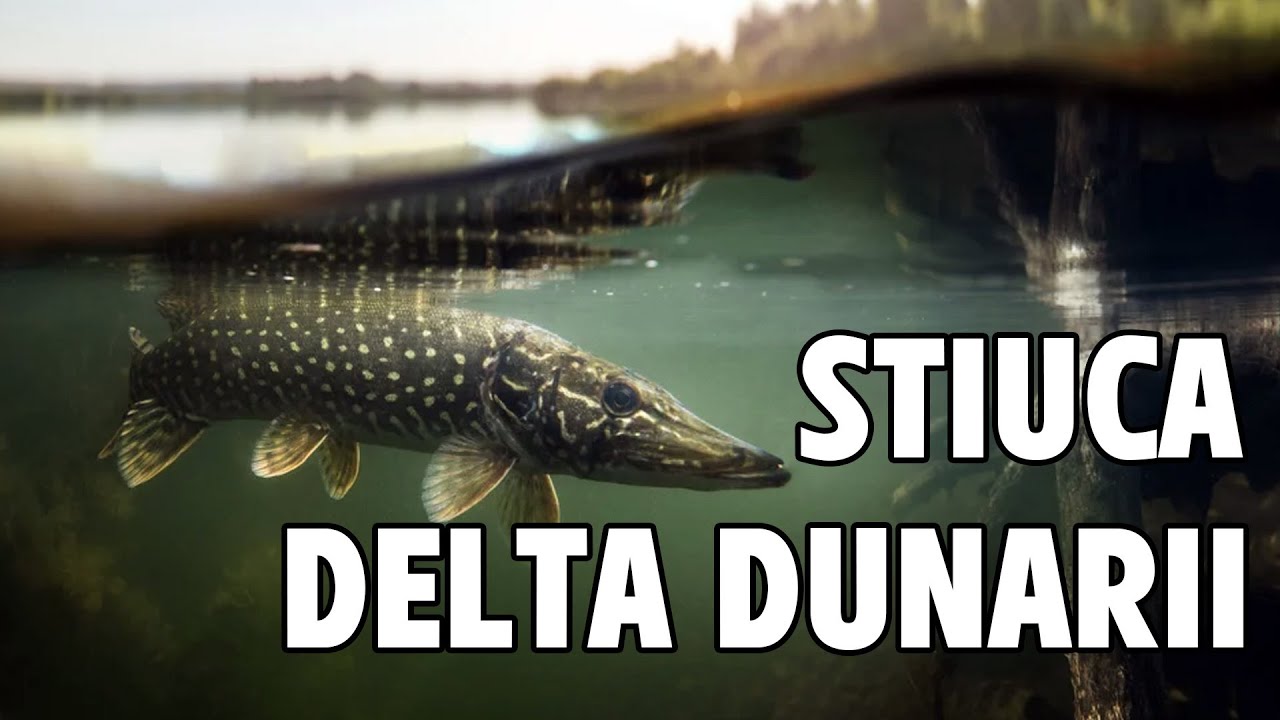 Pescuit la Stiuca la sfarsitul lui Octombrie 2023 in delta dunarii