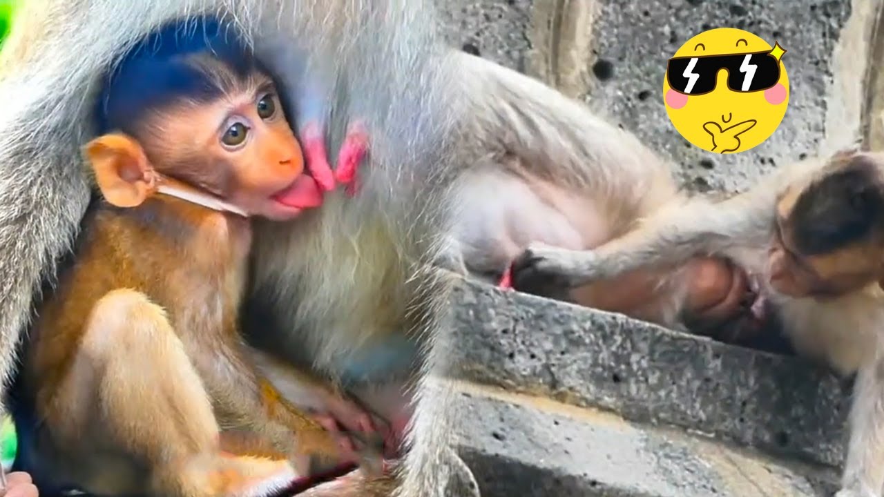 The little monkey is addicted to milk and greedy, so it needs to be beaten by the mother monkey