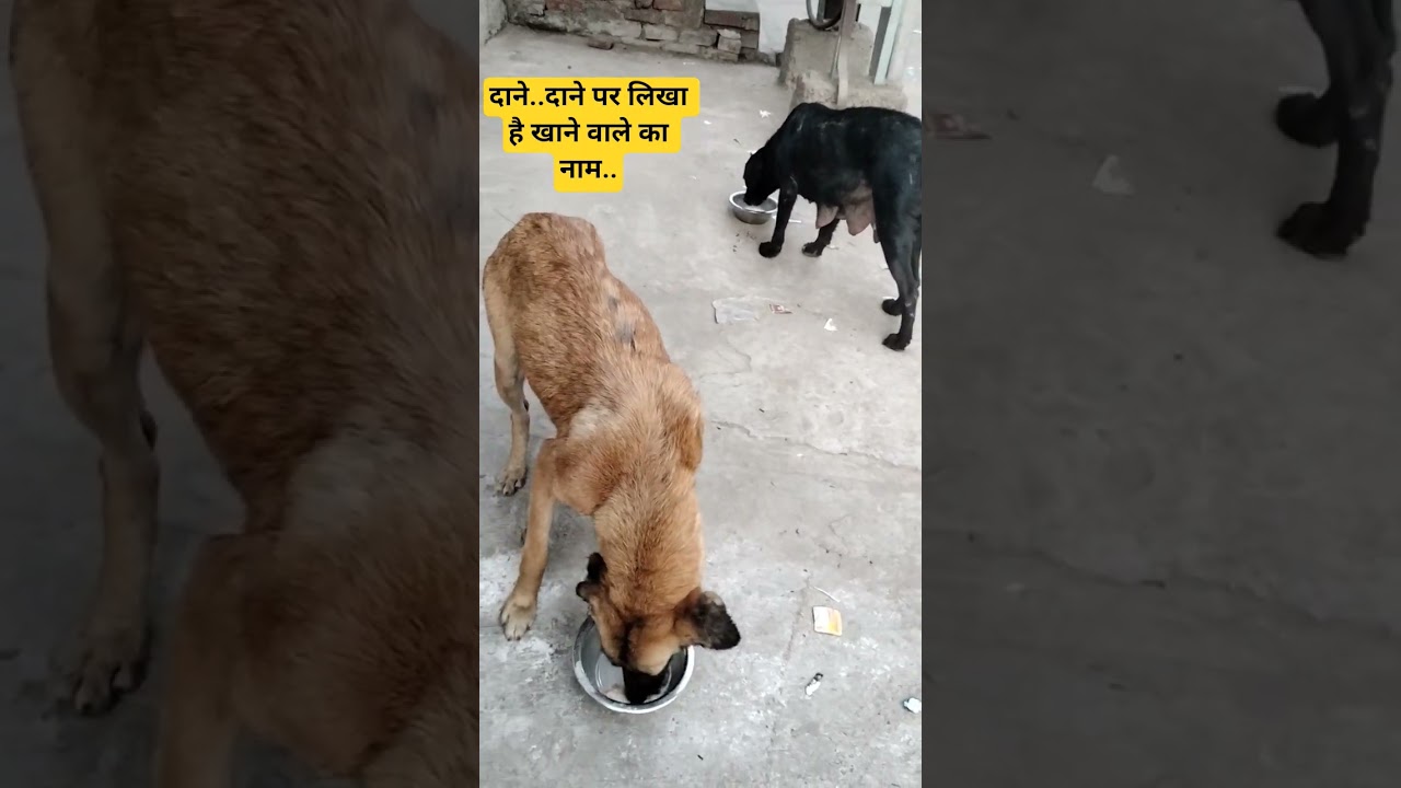 Today Sewa Your Support 🙏🐕
