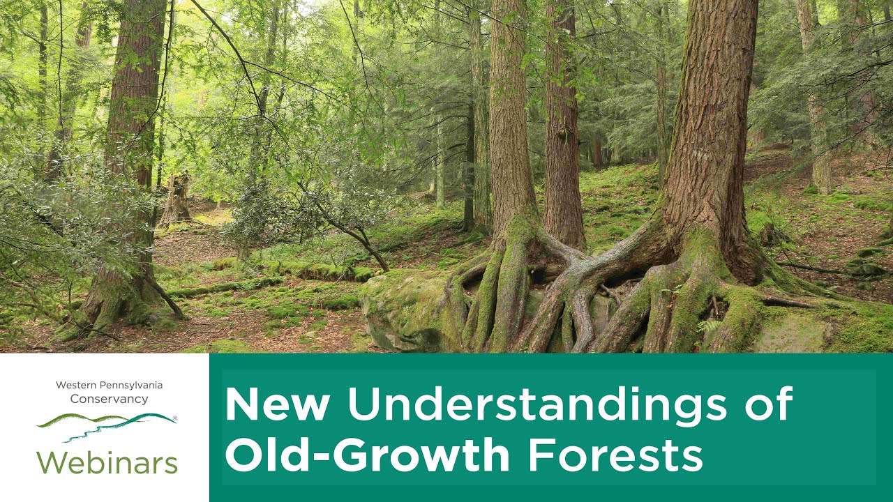 WPC Webinar: New Understandings of Old-Growth Forests