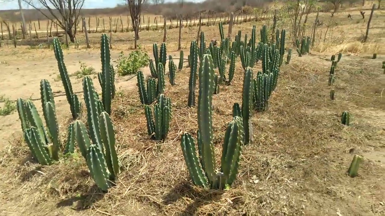 Fazendo silagem do capim capiaçu/Mostrando Mandacaru sem espinhos e a palma