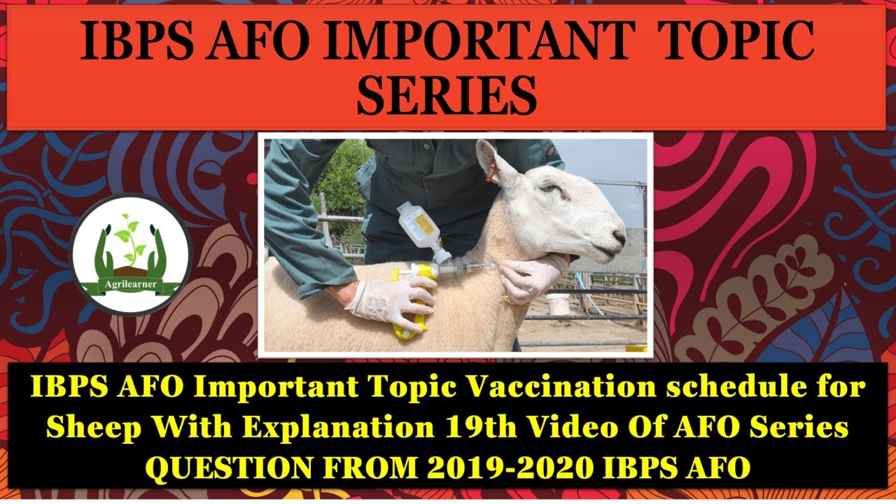 Vaccination schedule for Sheep IBPS AFO Important Topic With Explanation 19th Video Of AFO Series