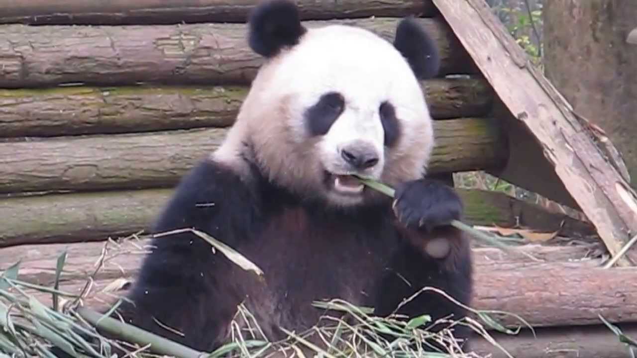 Cutie Lin Bing eating