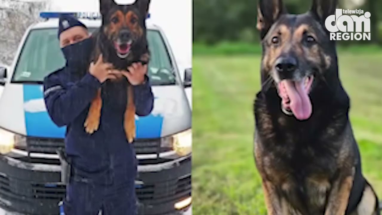 Pożegnanie Pako - wiernego psiego funkcjonariusza kamiennogórskiej jednostki