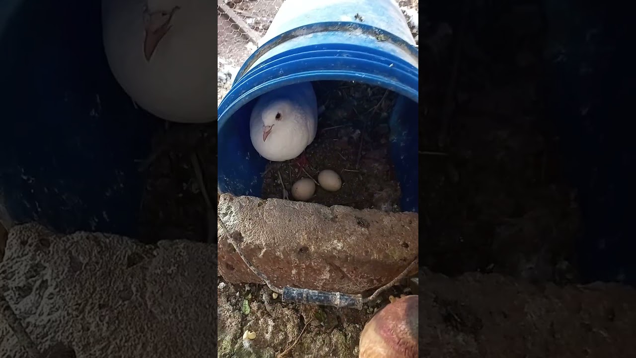 PollitoS reproducción por palmas mensajeras