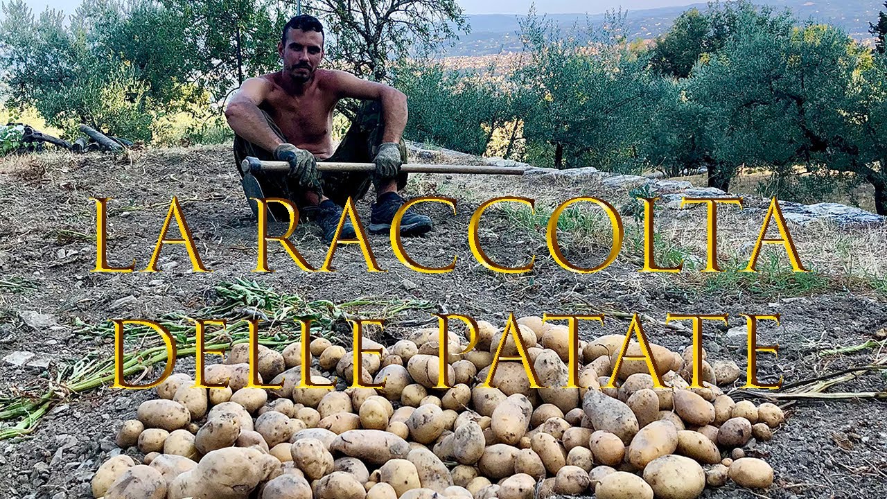 La Raccolta delle PATATE / Manuale con la Zappa -  Coltivazione Patate Orto Biologico