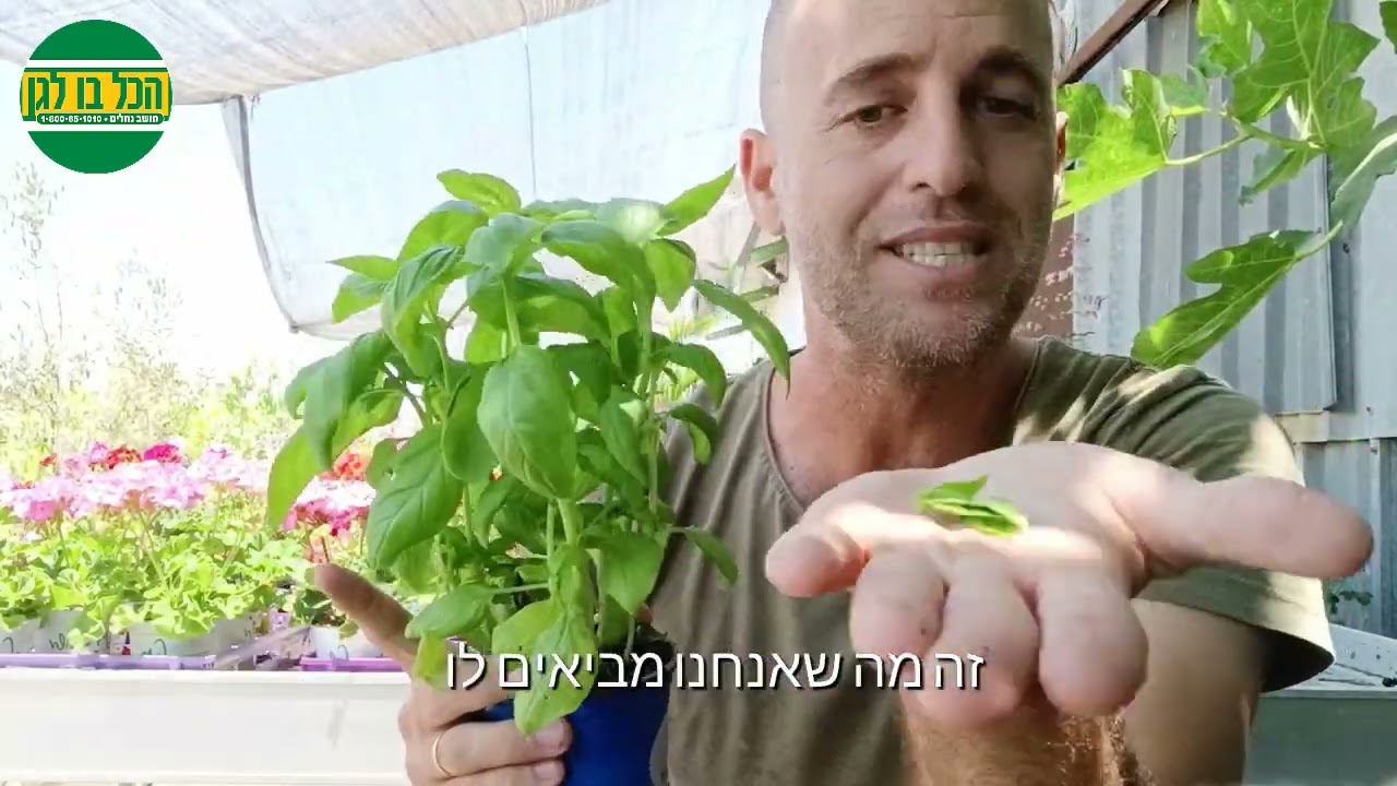 טיפים לגידול שיח בזיליקום בגינה