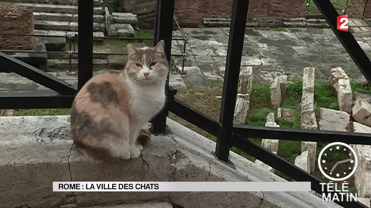 Sans frontières - Rome : La ville des chats - 2016/01/20