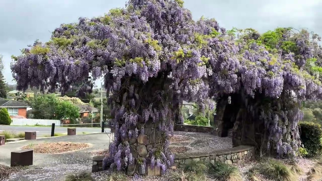 墨尔本东边的紫藤花园- Alowyn Gardens