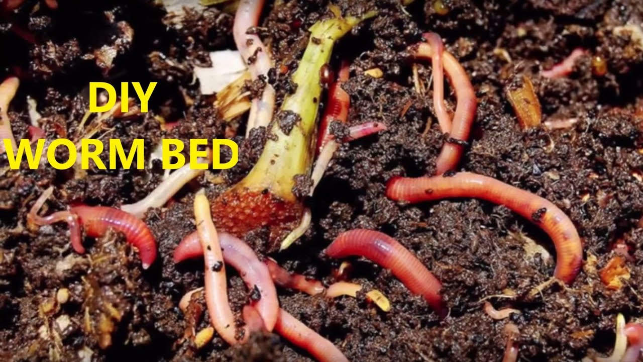 HOW TO: Make A Worm Bed For Fishing