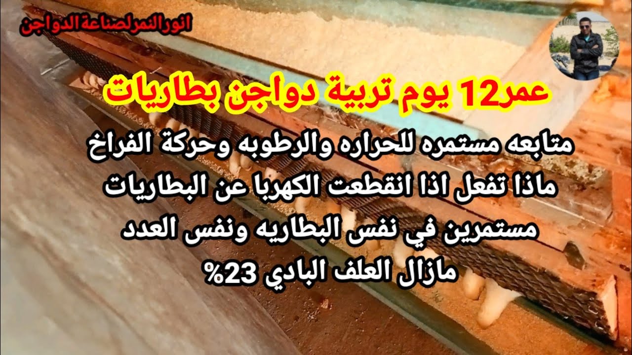 عمر 12 يوم متابعة دورة تسمين بطاريات