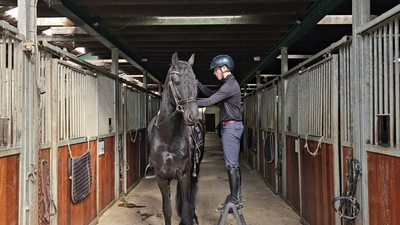 Stal Okkema's Tidde - Menne x Adel - Stallion - 2022 - 1.63m