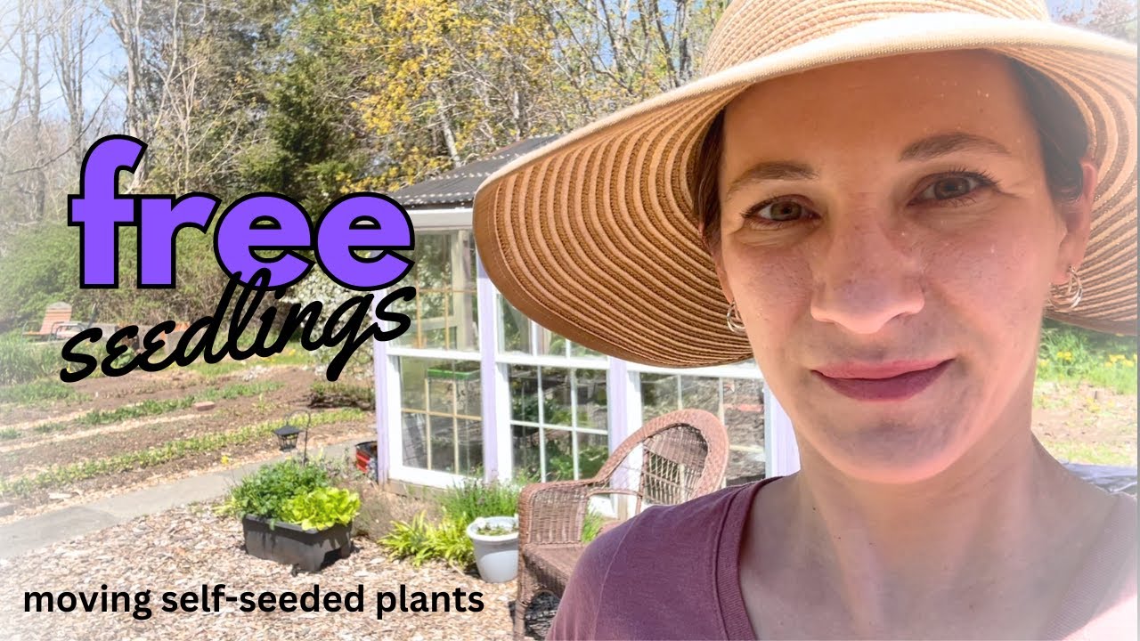 FREE seedlings! 🌱 moving self-seeded Plants out of the vegetable garden into the Cutting Garden