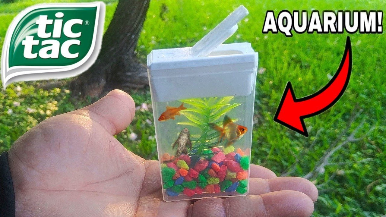 TIC TAC BOX FISH AQUARIUM! DIY