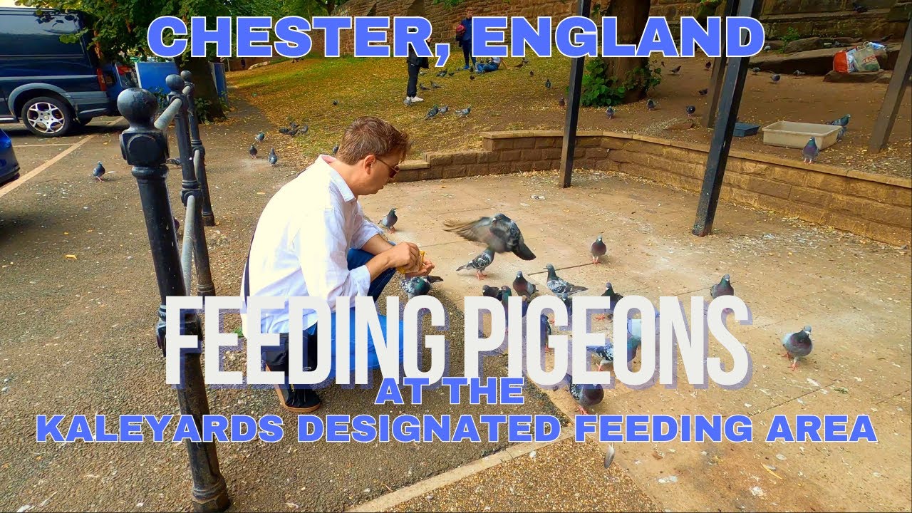 Feeding Pigeons in Chester, England.  Designated Feeding Area