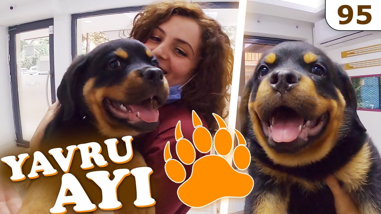 75 Günlük ROTTWEILER YAVRUSU 😍 (Dünyalar Tatlısı Köpek NYX) #DoBiDa 95